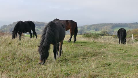 horses eating grass