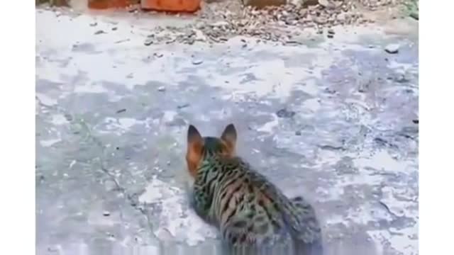 animal funny moments