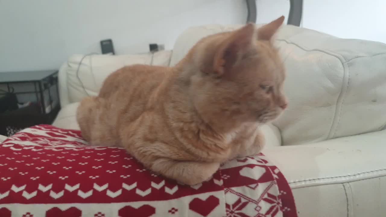 Brown Cat Sitting