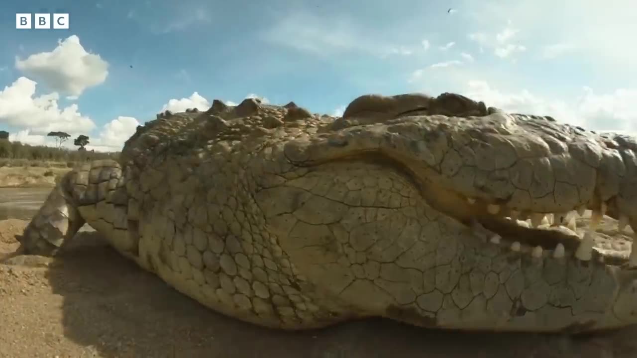 Hippos take on crocodiles for best sunbathing spot | Serengeti - BBC