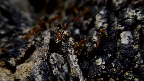 Ants