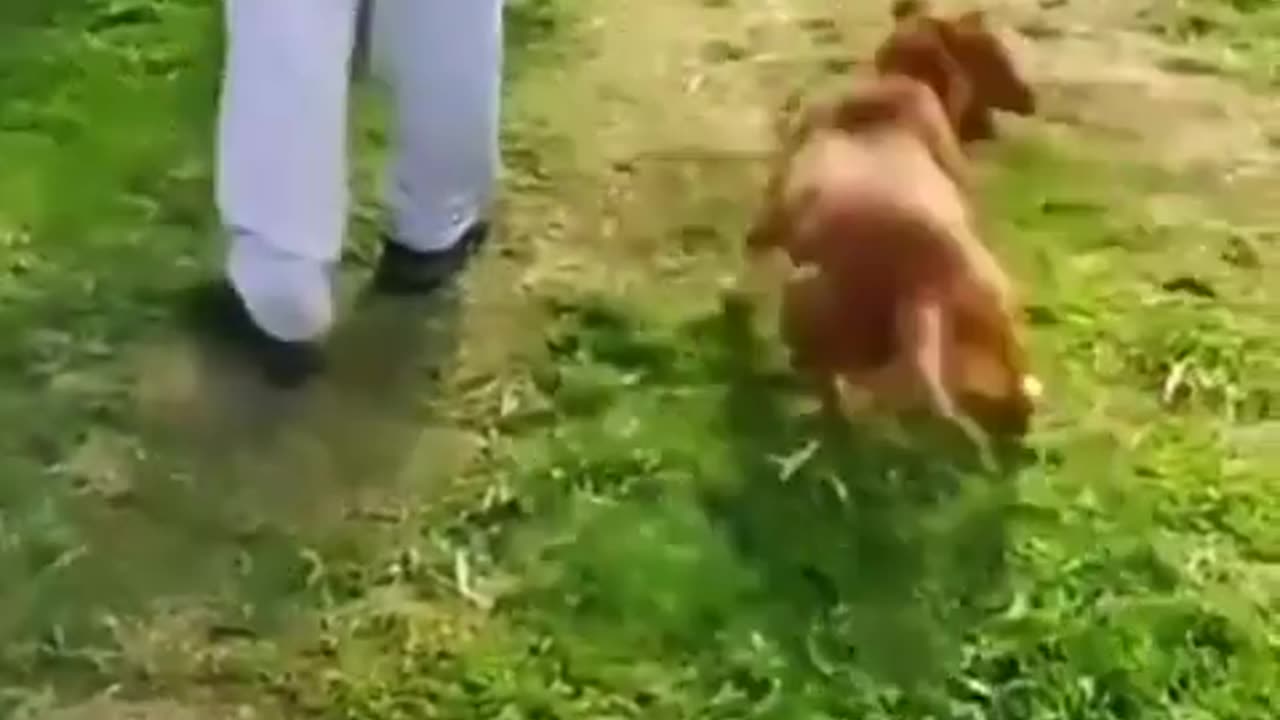 Funny Animals Video Part #14