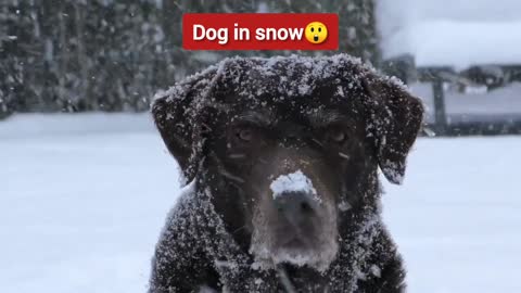 Cute dog enjoying in snow😲