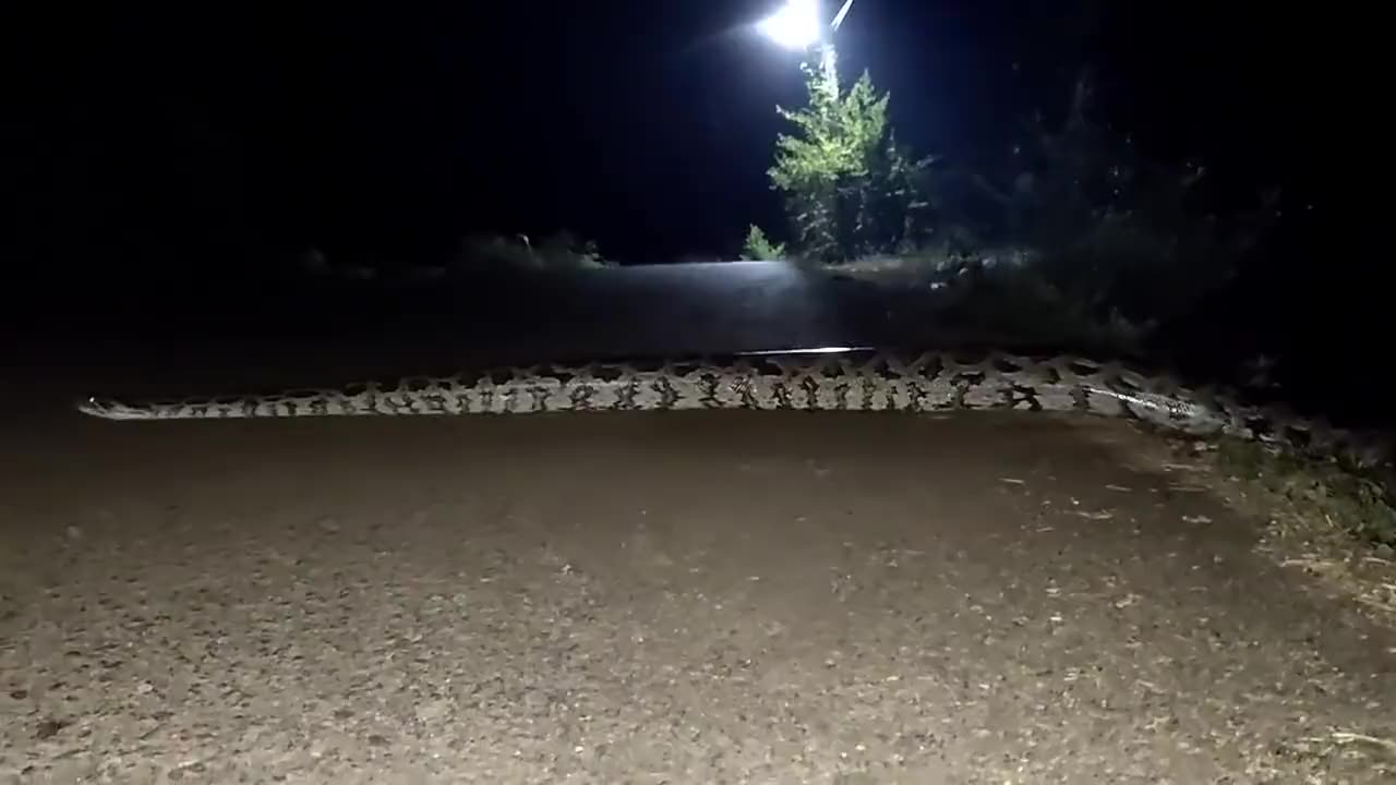 A wild large anaconda found at the road of India| ANACONDA | SNAKE |