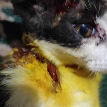 Cio feel sad because cio still sick with scabies