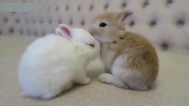 Cute Baby Animals