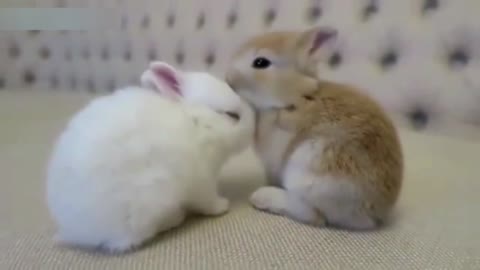 Cute Baby Animals