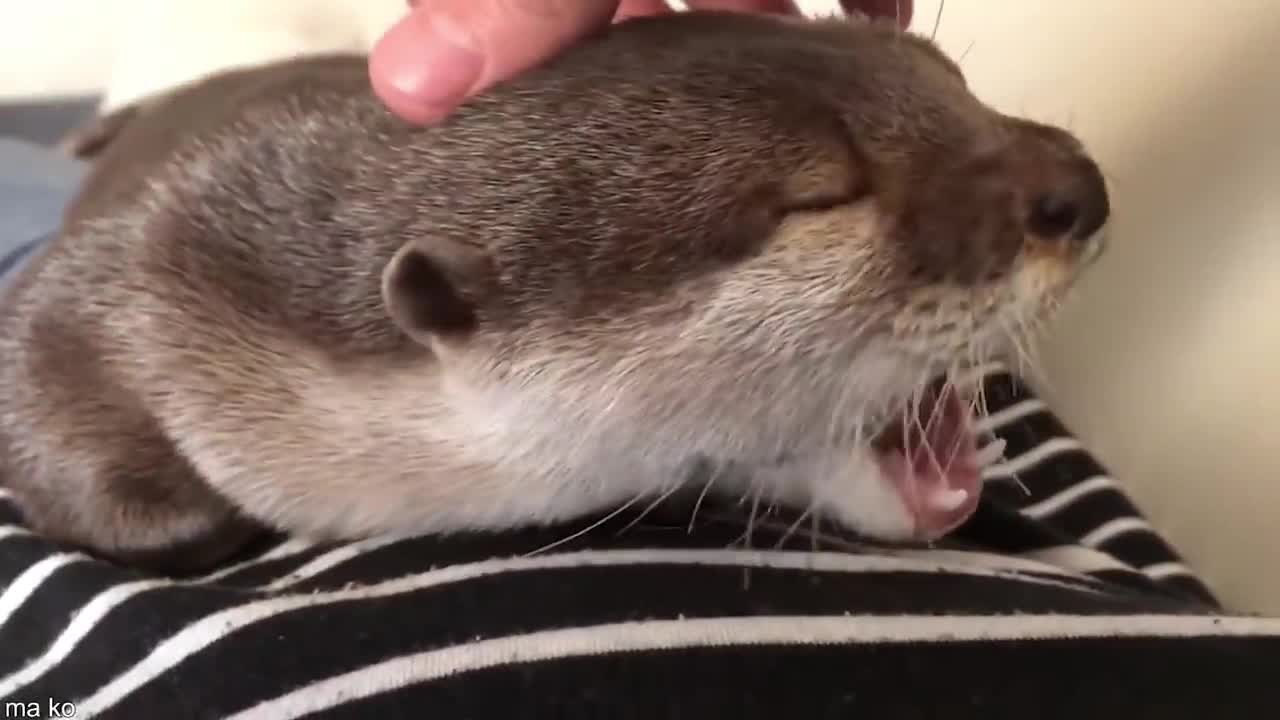 Novel Animals