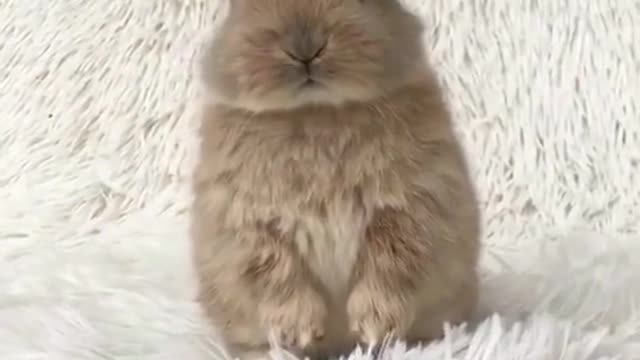 shake