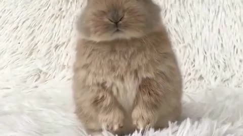 shake