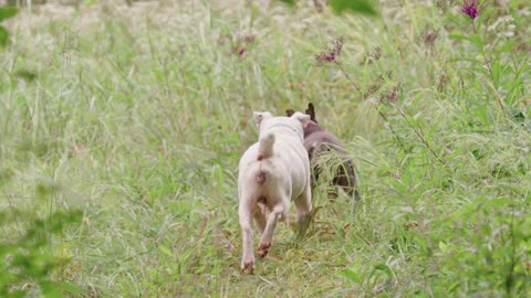 two dogs playing