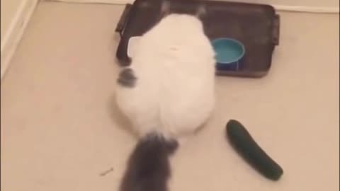 Anyone know why cats hate cucumbers sneaking up on em? 🤣