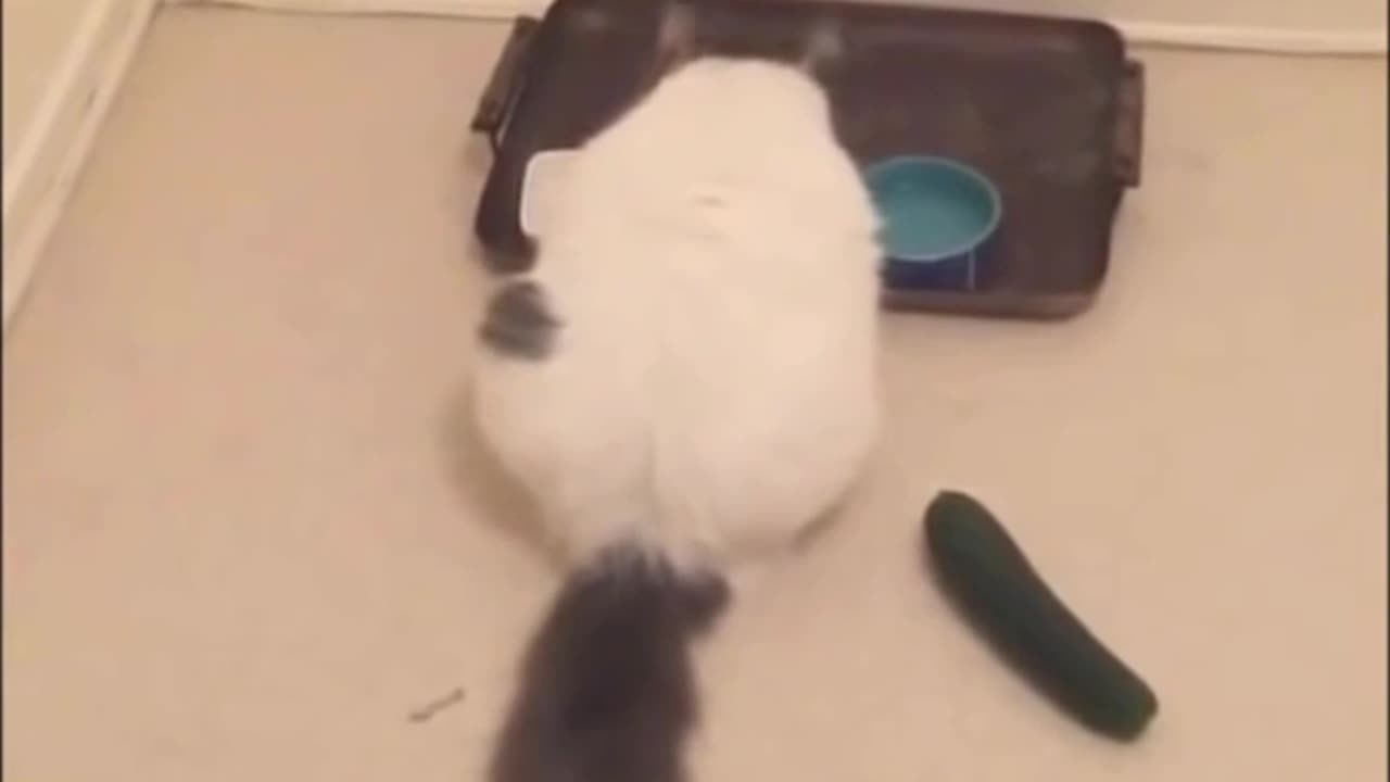 Anyone know why cats hate cucumbers sneaking up on em? 🤣
