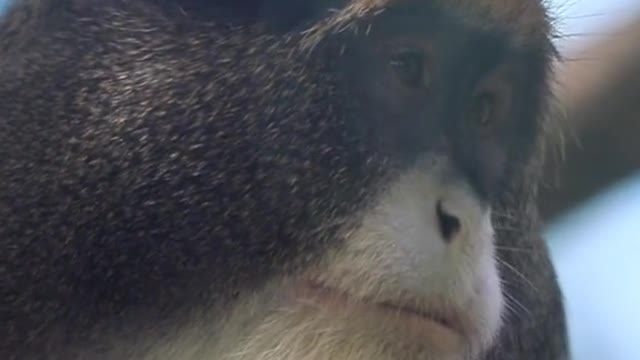 Dervish's vervet monkey