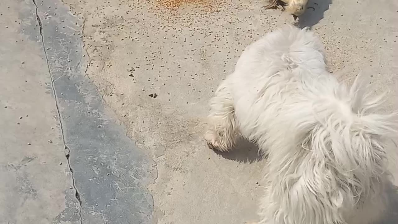 Hens & dog eating together