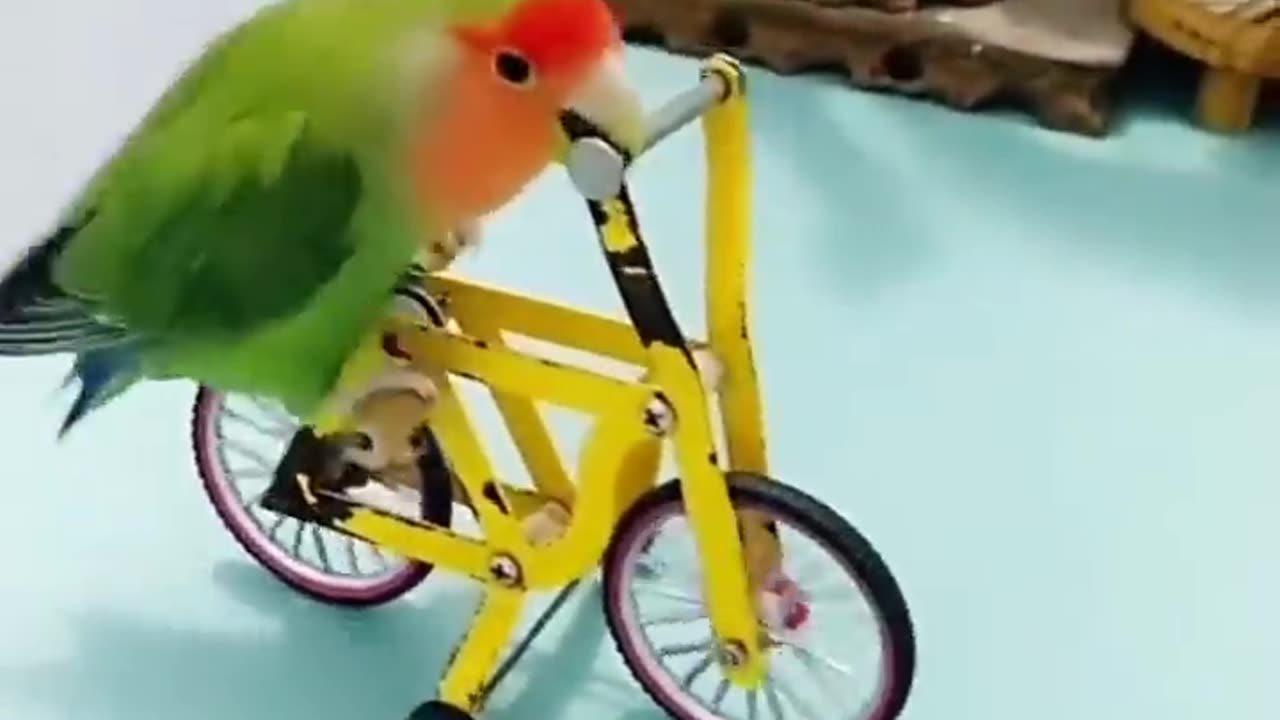 Smart parrot