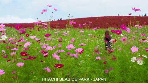 traveling in hitachi seaside park