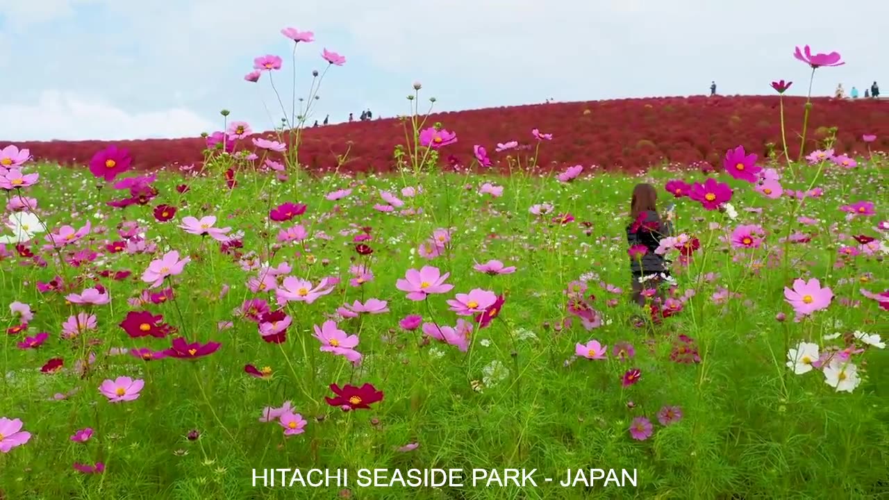 traveling in hitachi seaside park