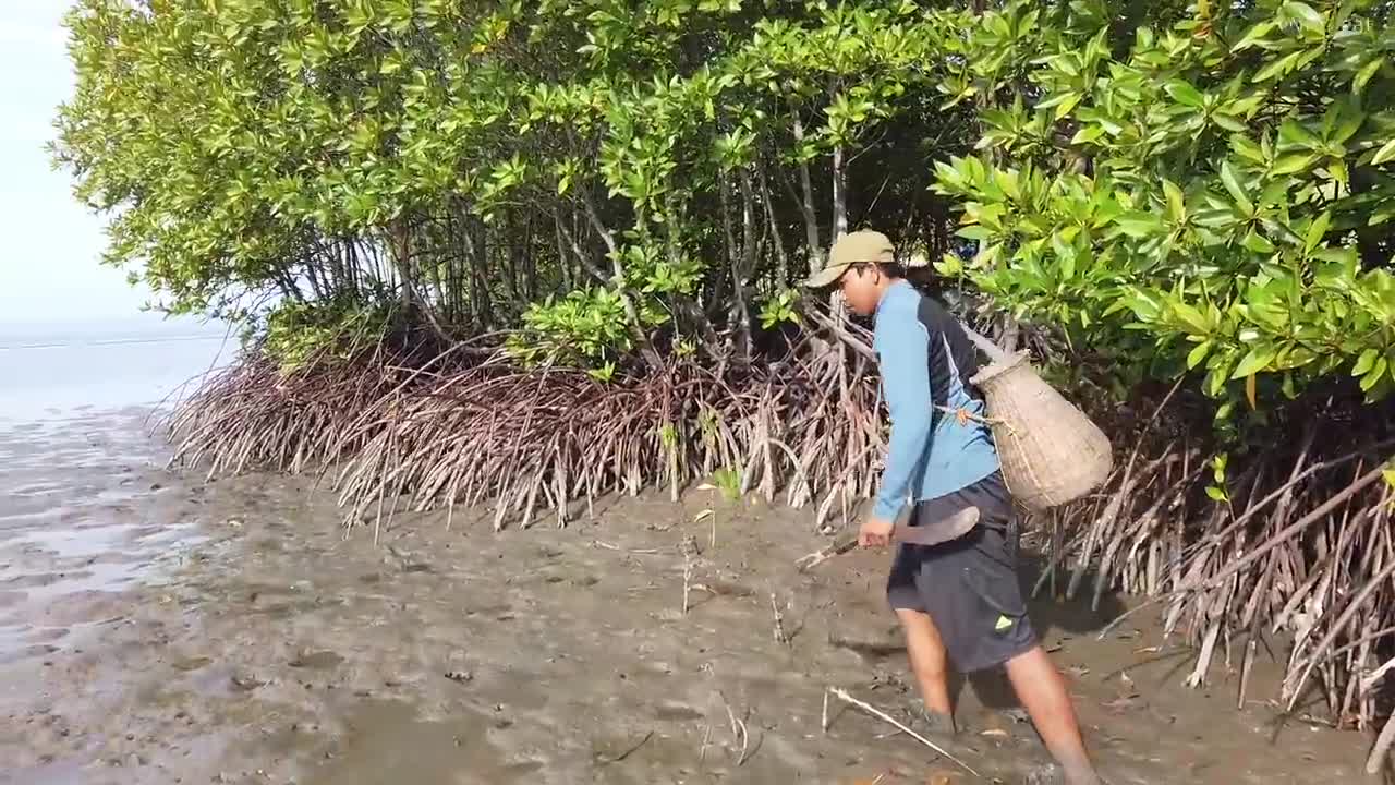 Amazing Catch King Mud Crabs at Mud Sea after Water Low Tide | Season Catch Sea Crabs-2