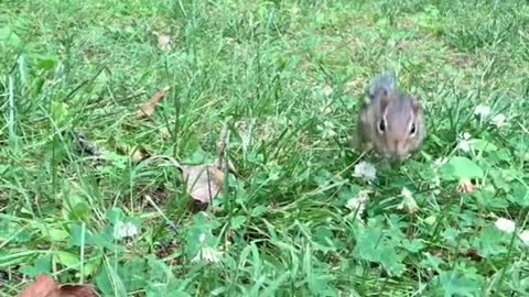 Say Hi to another one of my chipmunks Betty, such a good girl, Fill The Cheeks Please