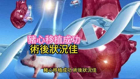 豬心移植成功 術後狀況佳