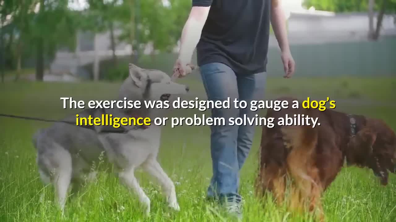 How to make your pet dog Smarter and Intelligent?