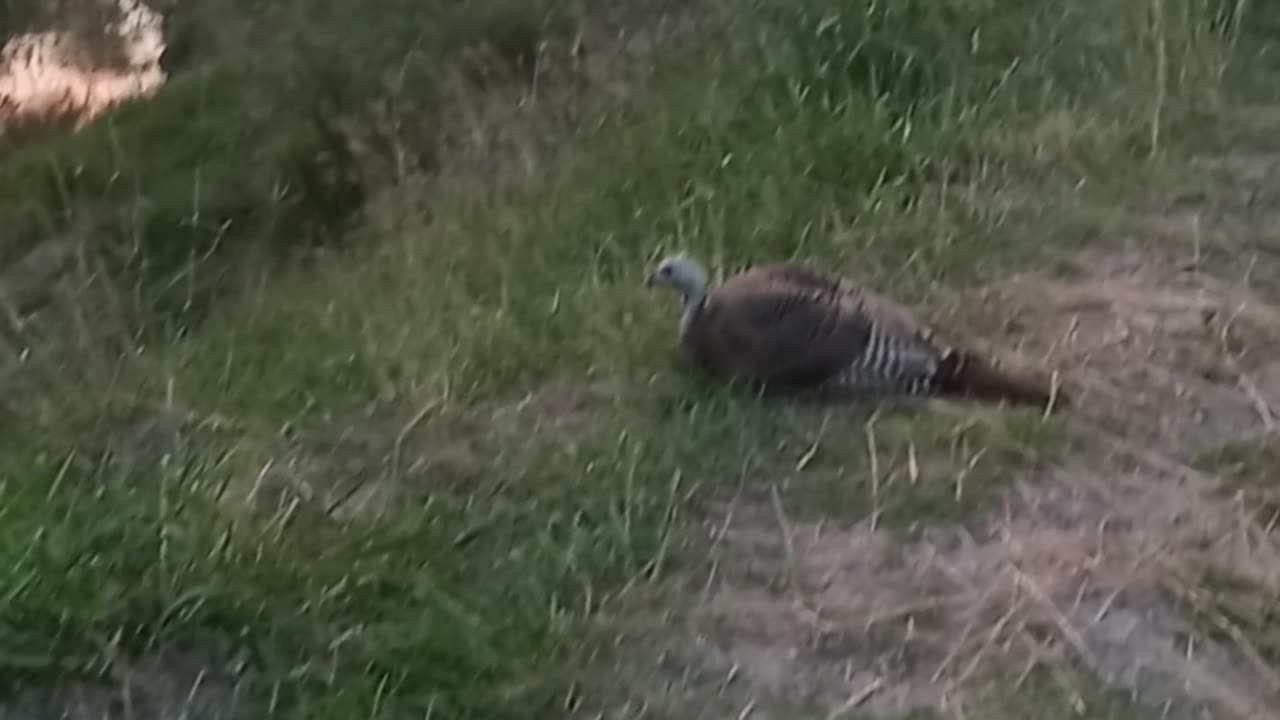 Sunset turkey