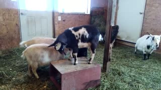 Goats Playing King of the Mountain on Wooden Box/Nigerian Dwarf