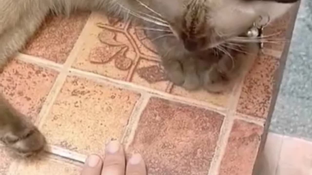 Funny Pets in Life Enjoying @@#@@