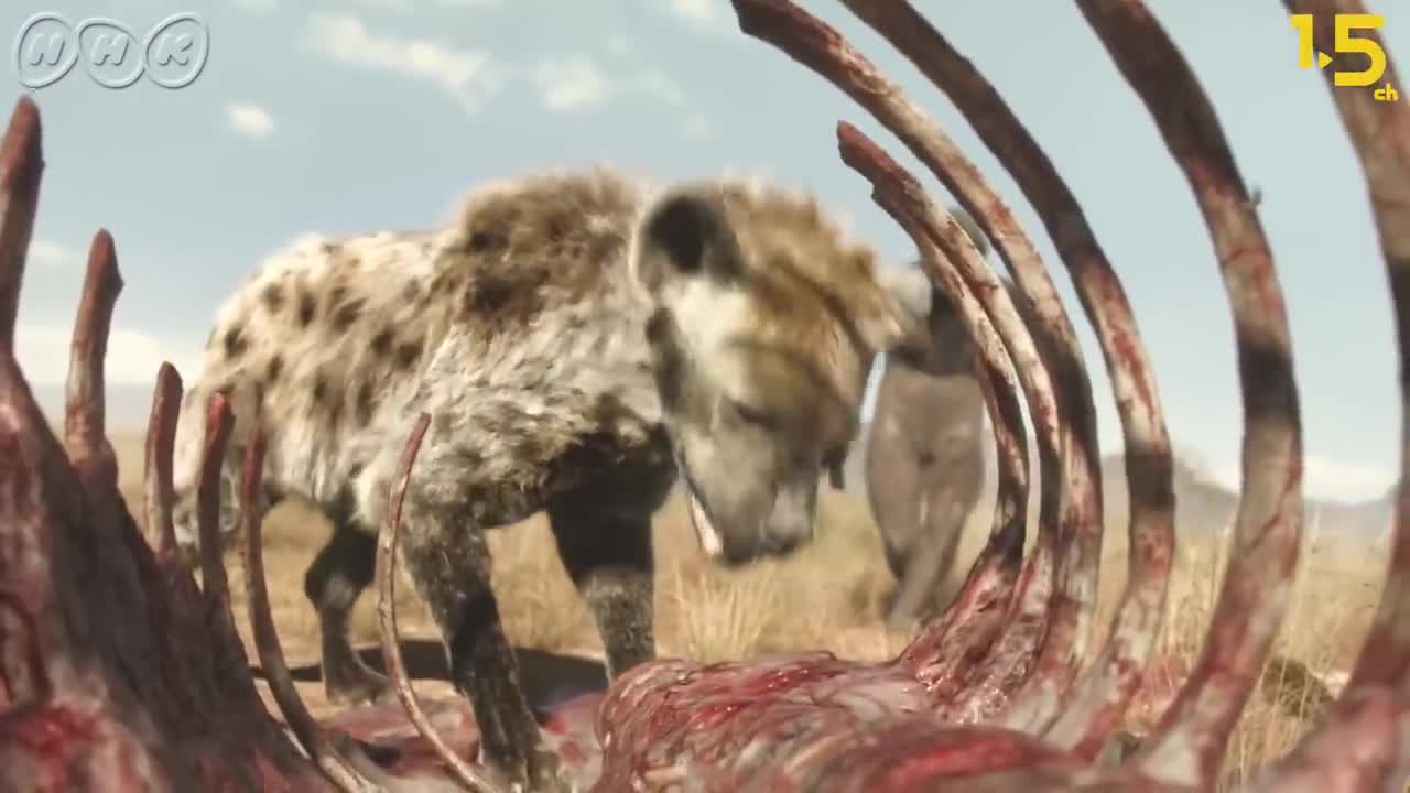 animal