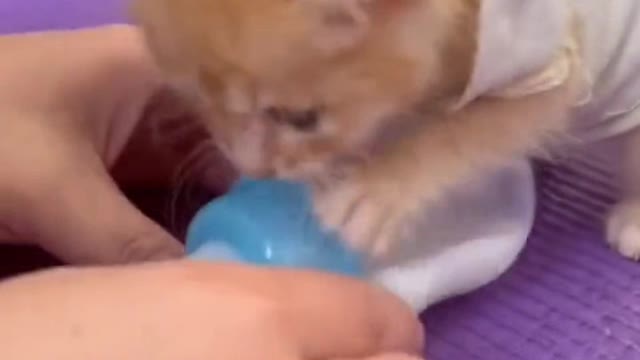 Kitten drinking