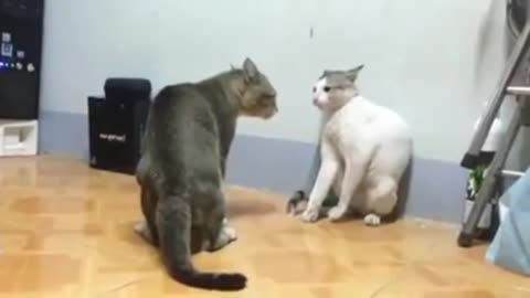 Cat funny video