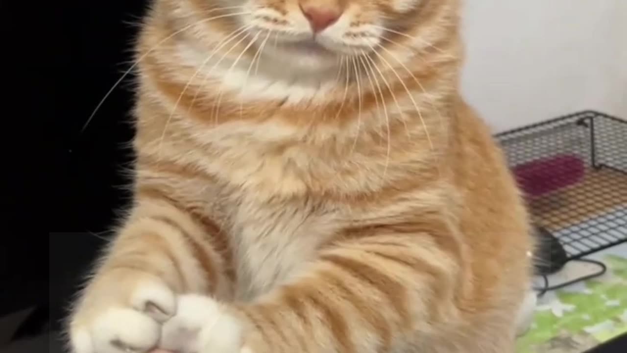 funniest cat video 🤪 🐈‍⬛️ 🐈