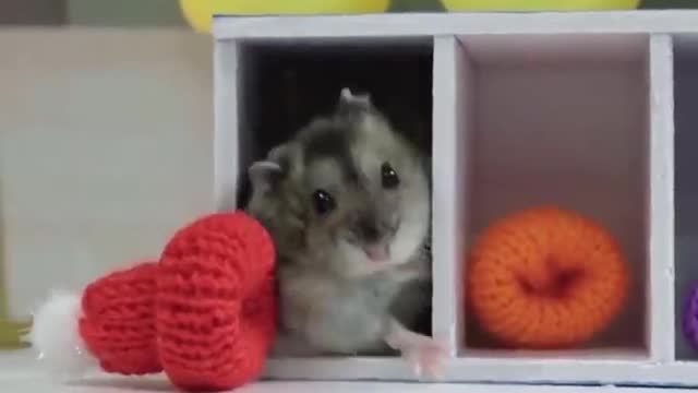 Funny hamster Compilation 2021