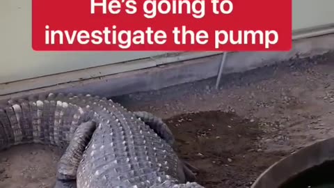 Draining Alligator Pool With Giant Alligator! 😱🐊