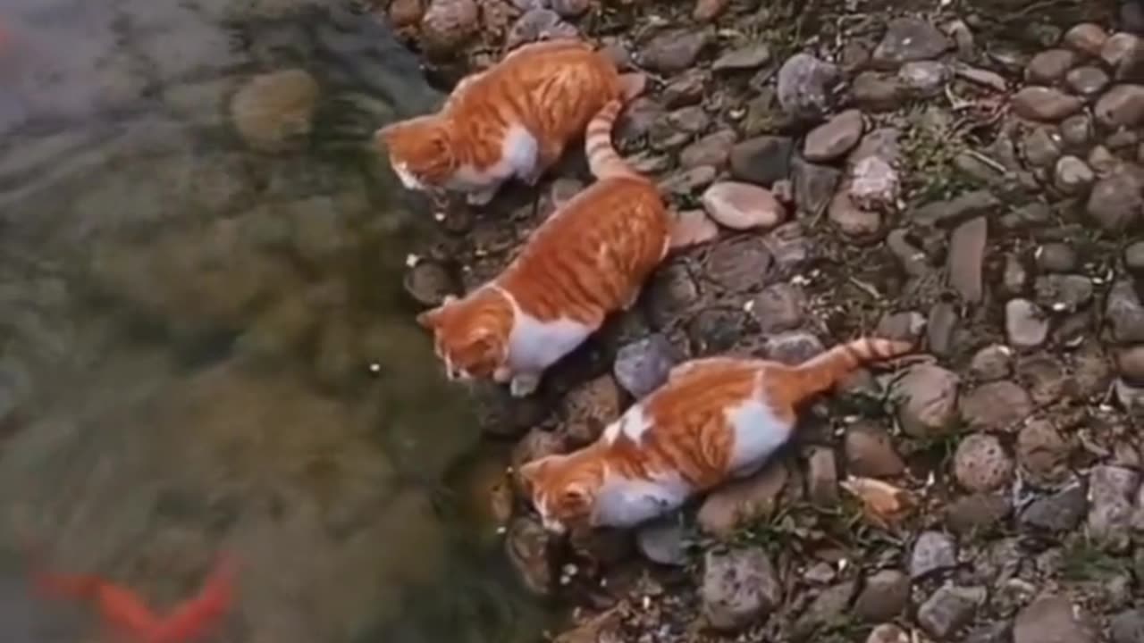 Funny Video