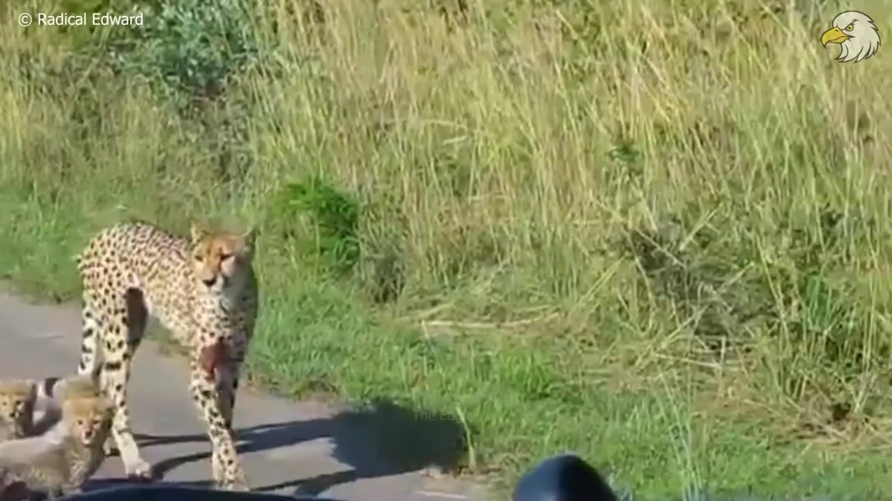 Injured Cheetah When Choosing Wrong Opponent, Can It Survive ? Wild Animals