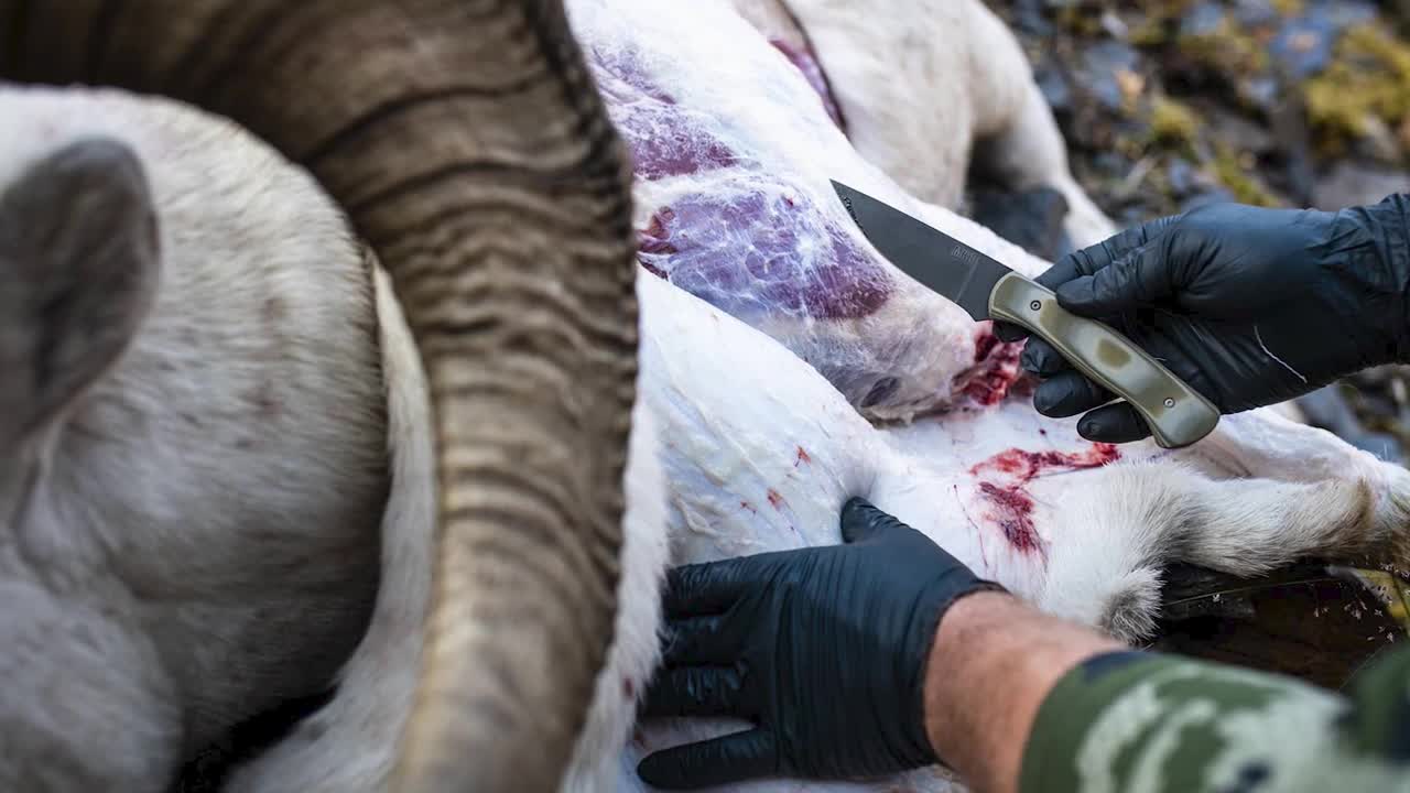 The Gutless vs Gutting Method for Field Dressing a Deer