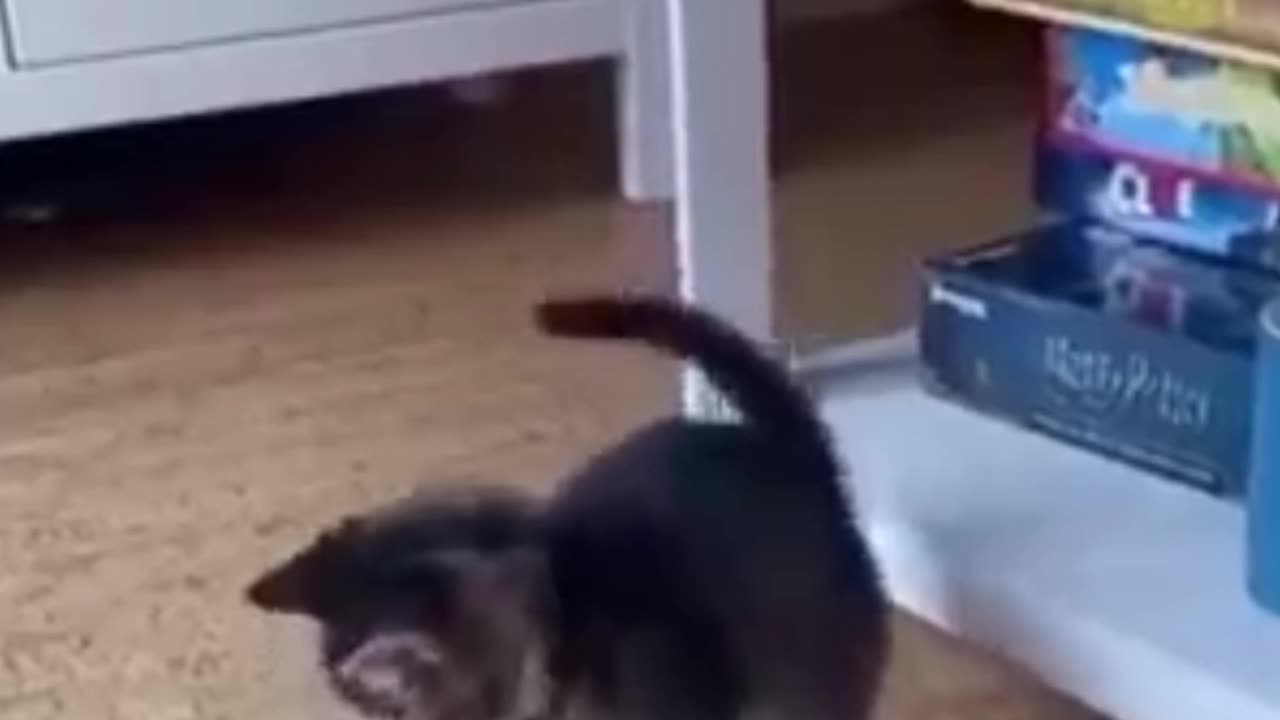 Funny cat video