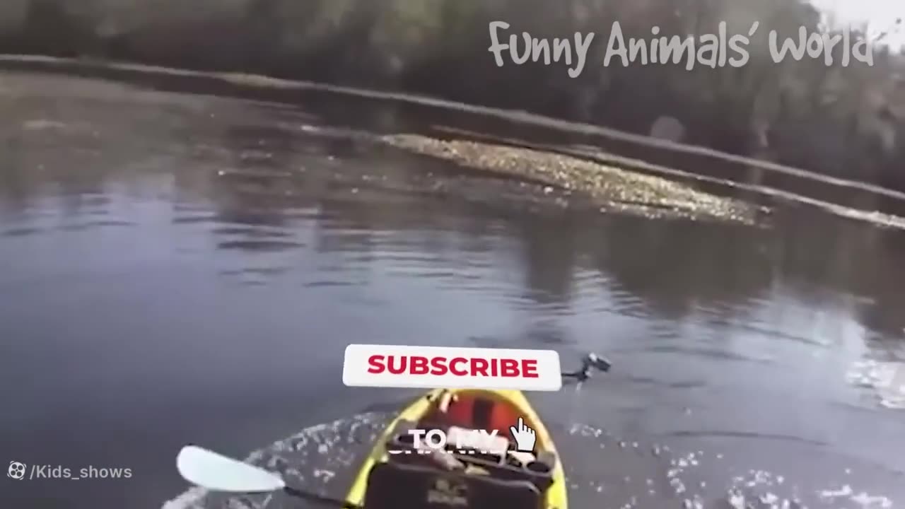 Funny animals part 4