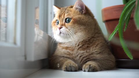 Hosico and window