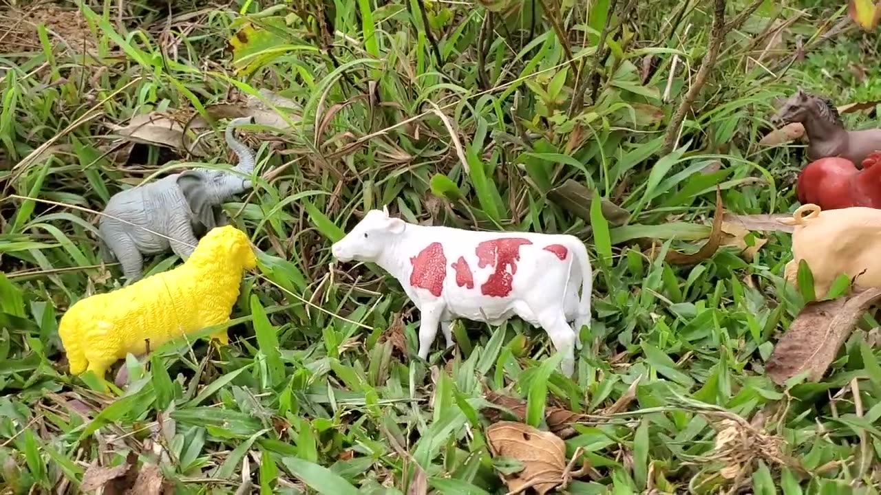 Baby monkey catches koi fish and drives cattle to graze