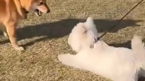 Cute Dog Fight | Dog Fight | Cute Dogs