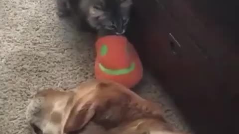 Mama Cat Takes Back Crying Kitten From Toddler
