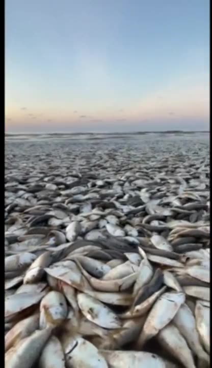 ZOBACZ: Dziesiątki tysięcy martwych ryb znalezionych na plaży w Teksasie. Fałszywe wiadomości mówią,