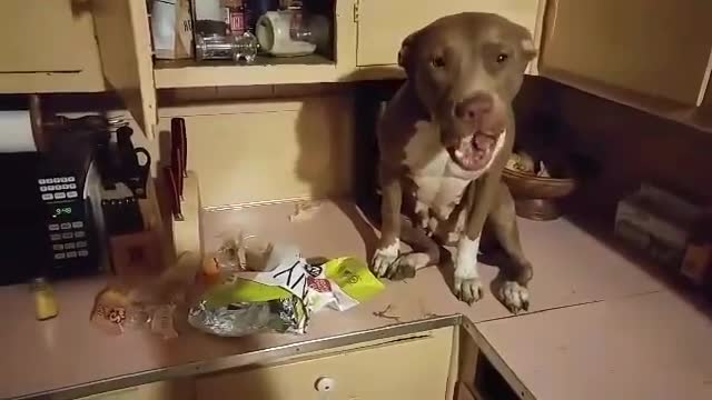 Dog Gets Caught On Counter