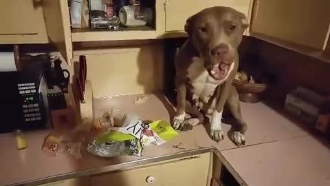 Dog Gets Caught On Counter