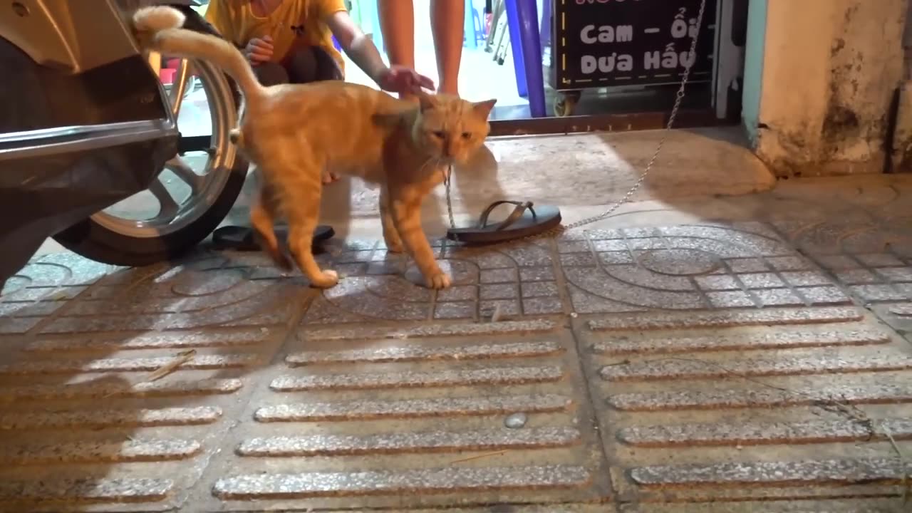 How Cats React When Seeing Stranger 1st Time - Running or Being Friendly 11? | Viral Cat