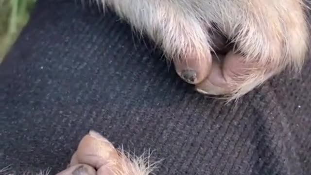 monkey