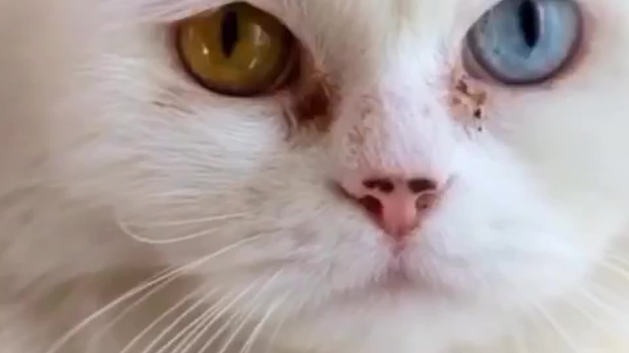 Laugh-Out-Loud Cats: Hilarious Compilation of Silly Feline Antics